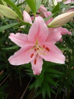 [4217 Homerus No102.JPG]